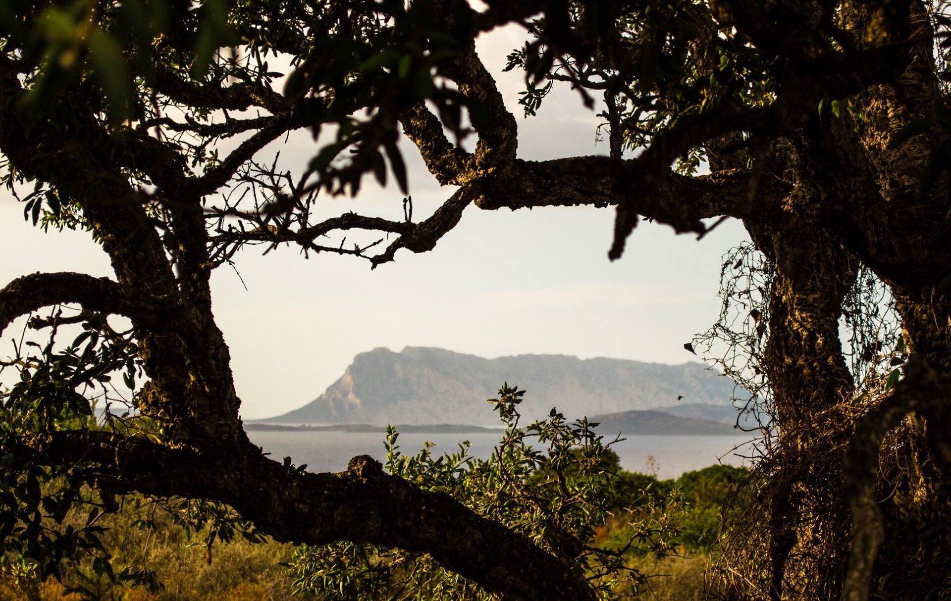 Vista Tavolara Da Ottiolu