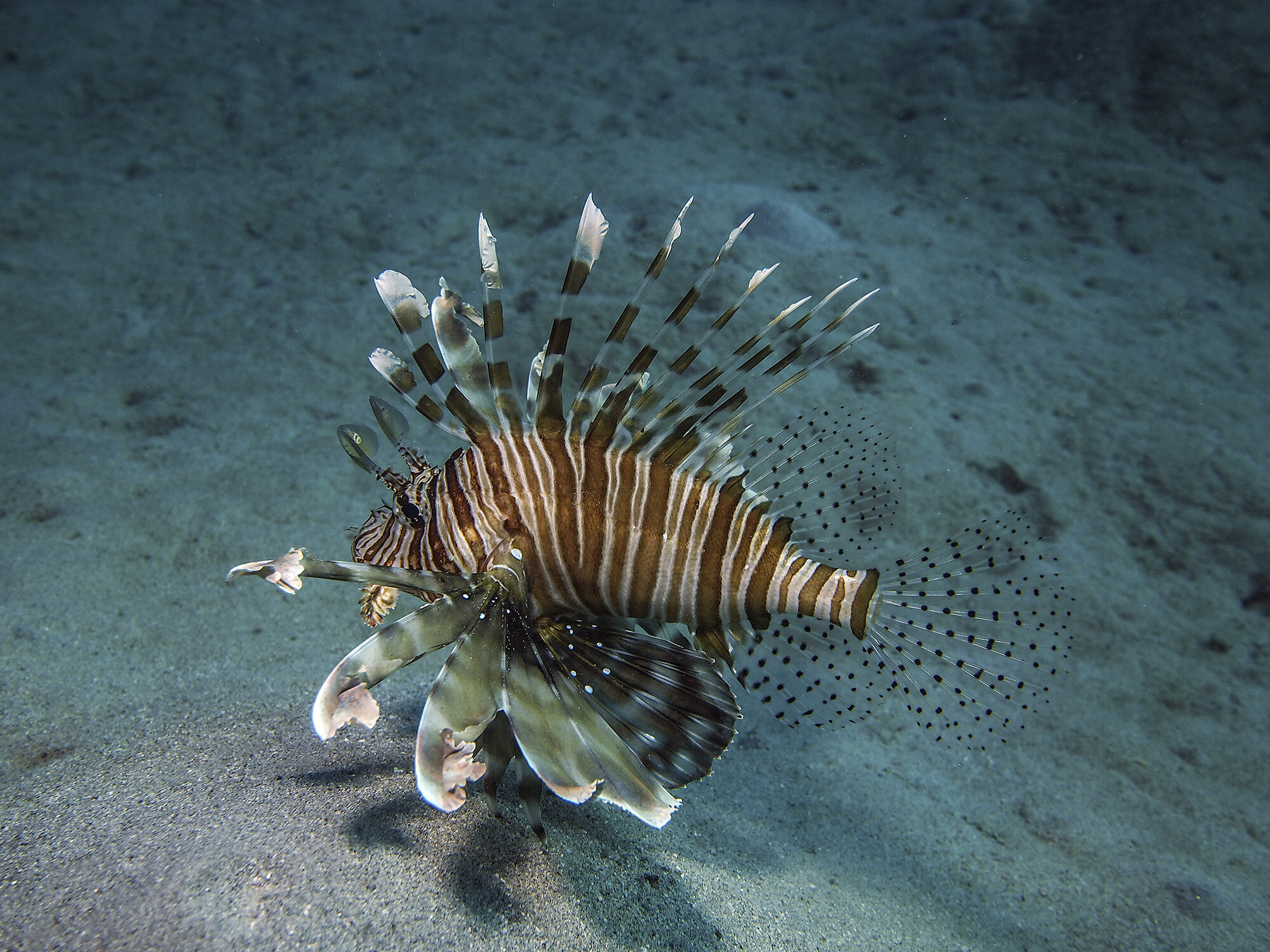 Acquario Cala Gonone