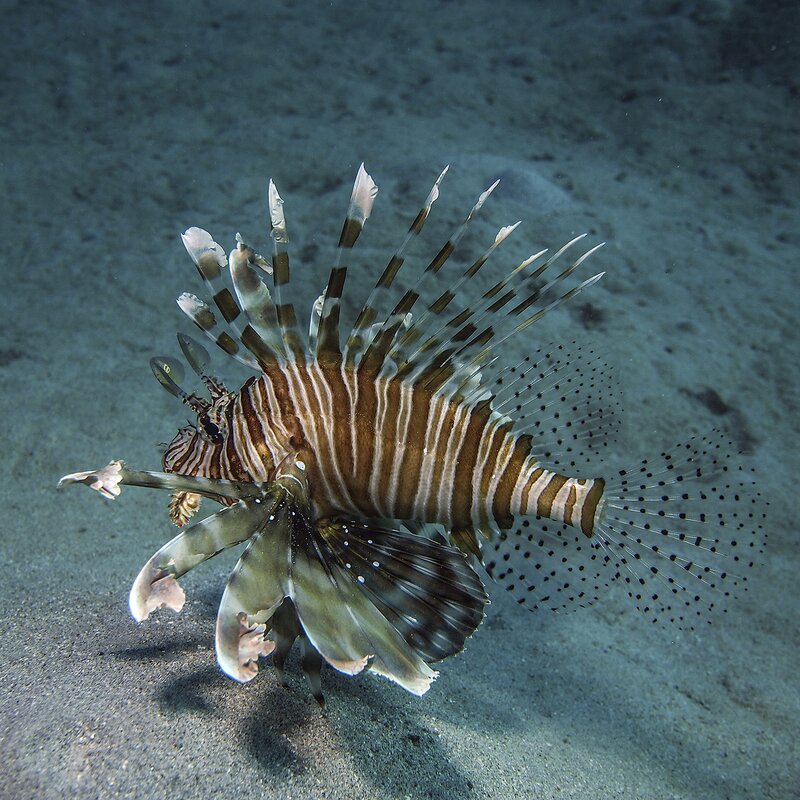 Acquario Cala Gonone