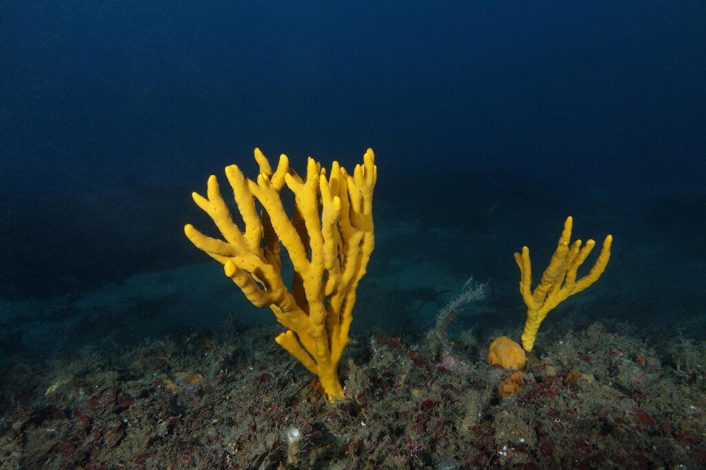 Axinella Polypoides