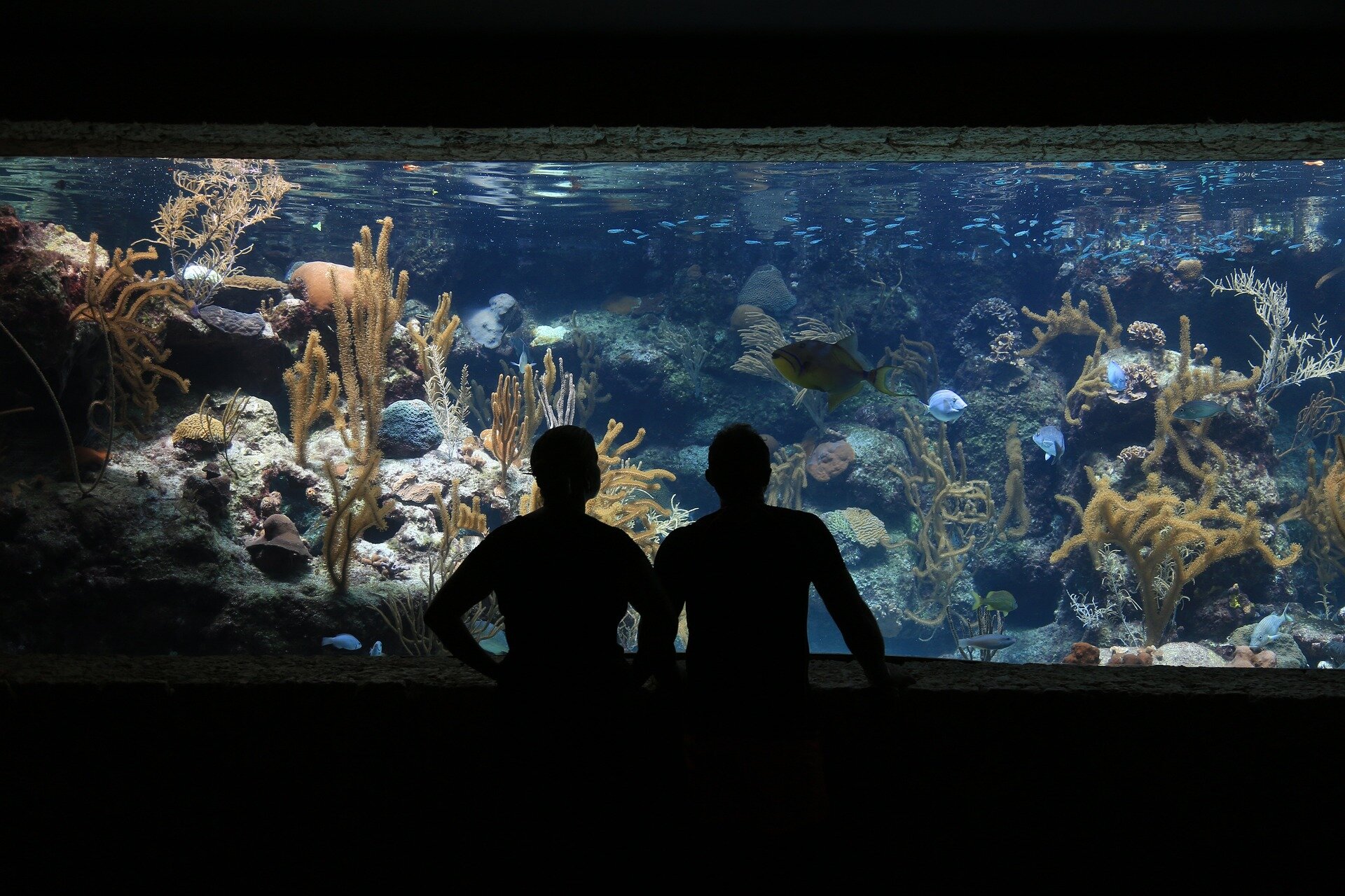 Acquario in Sardegna